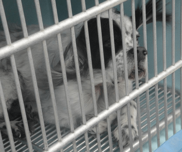 Your pet is safe with us