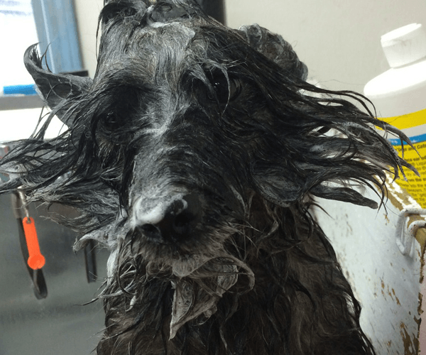 Wash, dematting and trimming available