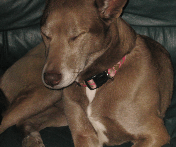 Wash, dematting and trimming available