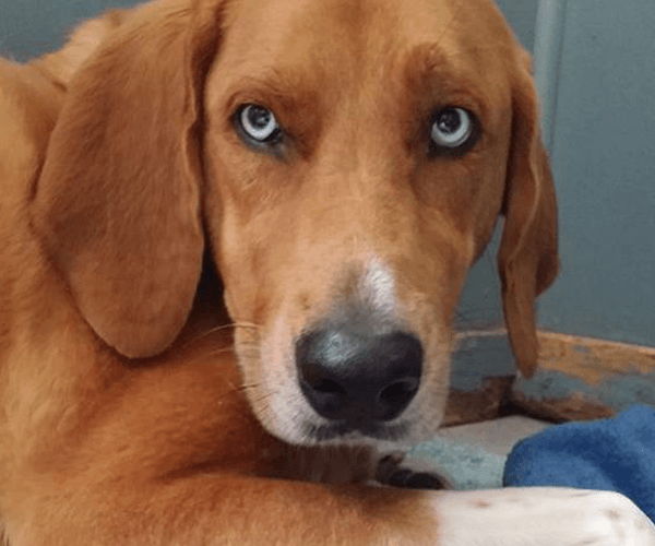 Clean and cozy rooms for cats and dogs