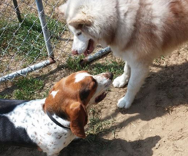 Social time for your pet is encouraged