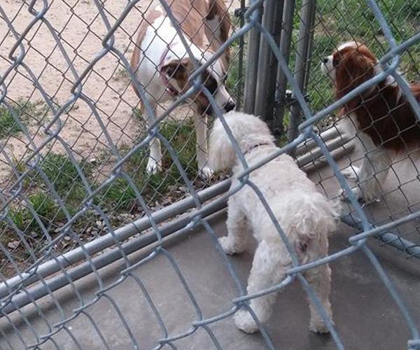 Allow your pet to make new friends