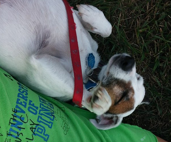 Leave your pet to relax with us