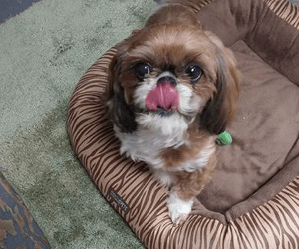 Comfortable lodging for your pets