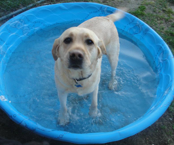 We even have a pool for your pet to relax in