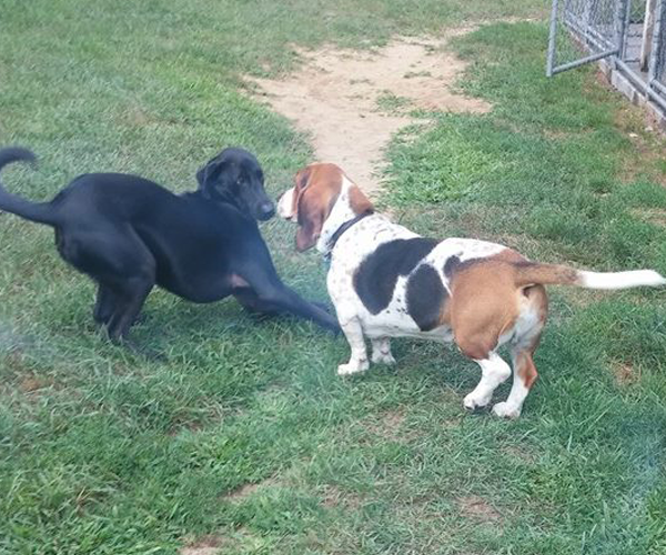 We're your pet's home away from home