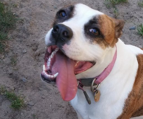 Leave your pet to relax with us