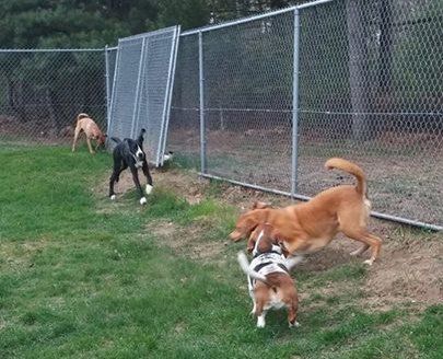 Fun expansive exercise yard