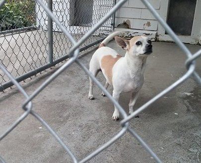 Comprehensive care for your pet