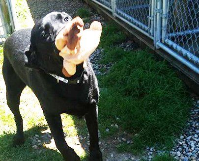 A fun-filled experience for your pet