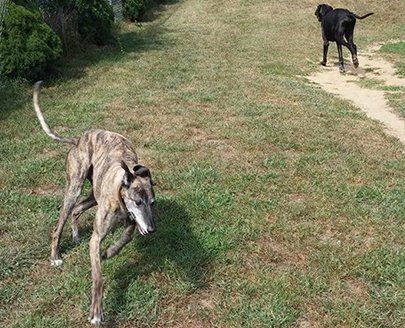 Animal care technician on premises 24/7