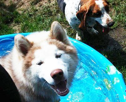 Have your pet pampered while they're here