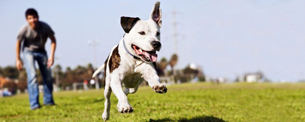 running dog in the field