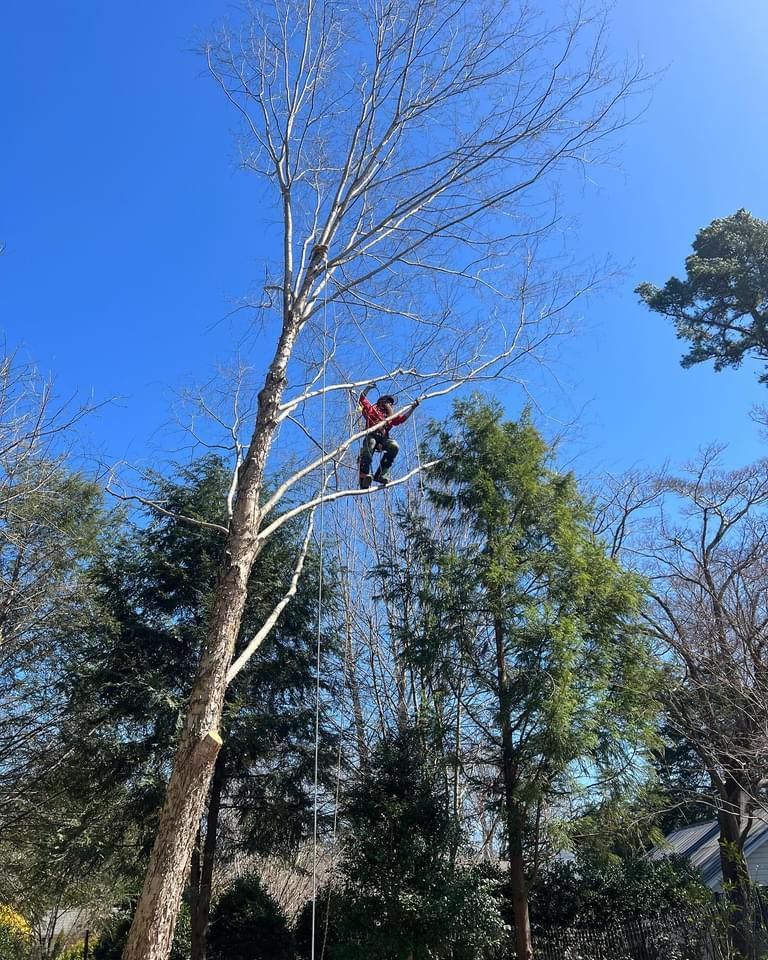 A man is climbing up a tree in a forest.