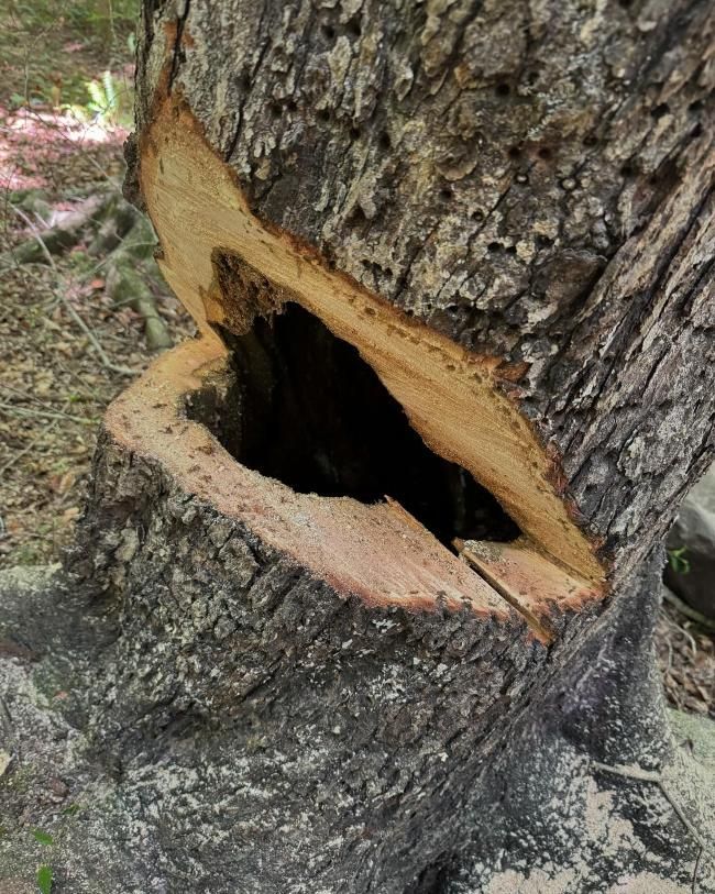 A close up of a tree trunk with a hole in it