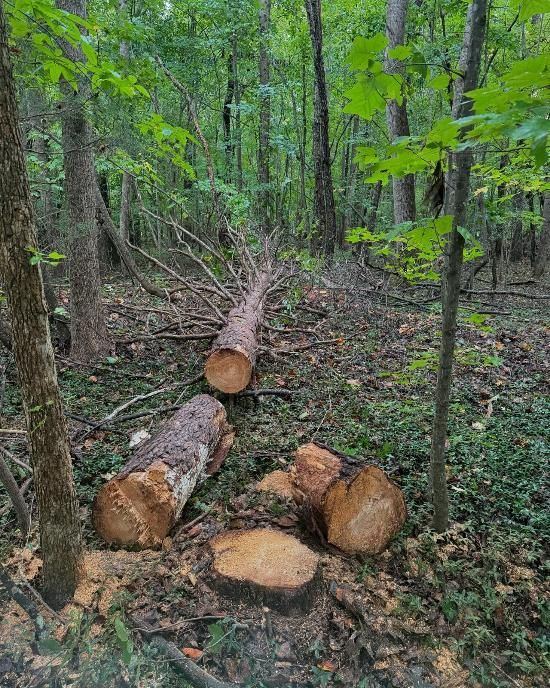 A pile of logs in the middle of a forest.