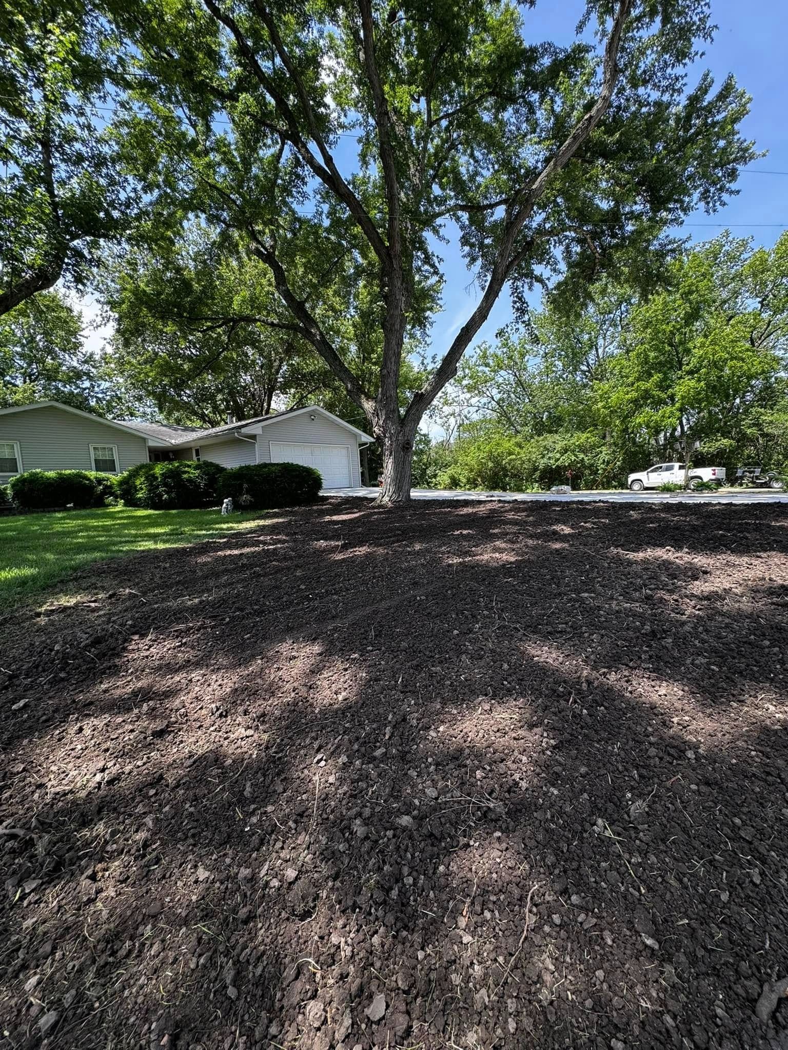 A tree is sitting in the middle of a yard next to a house.