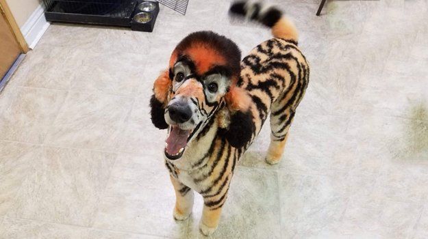 Creative grooming