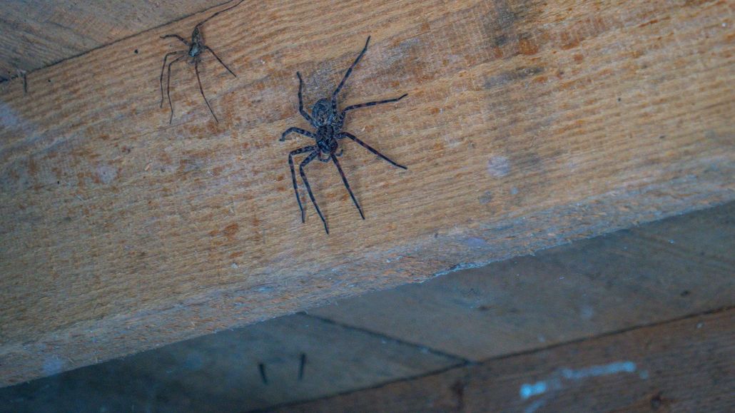 Two dark-colored spiders resting on a textured wooden surface.