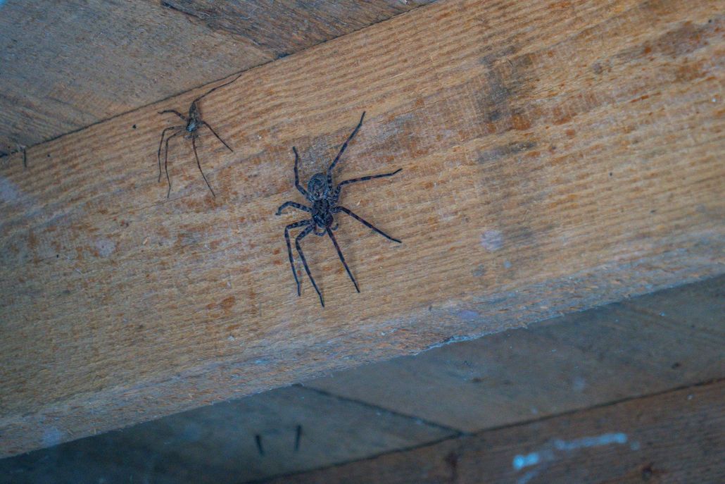 Two dark-colored spiders resting on a textured wooden surface.