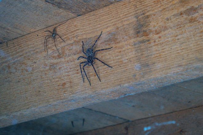 Two dark-colored spiders resting on a textured wooden surface.