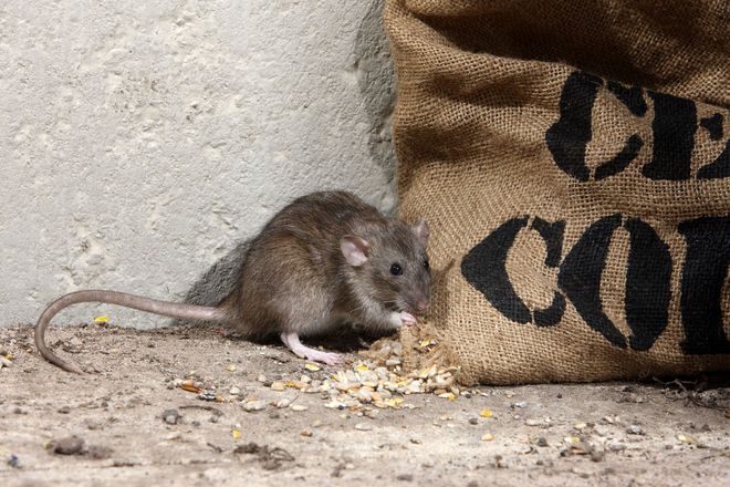 A brown rat eats scattered grain next to a burlap sack labeled with black stenciled letters against a concrete wall.