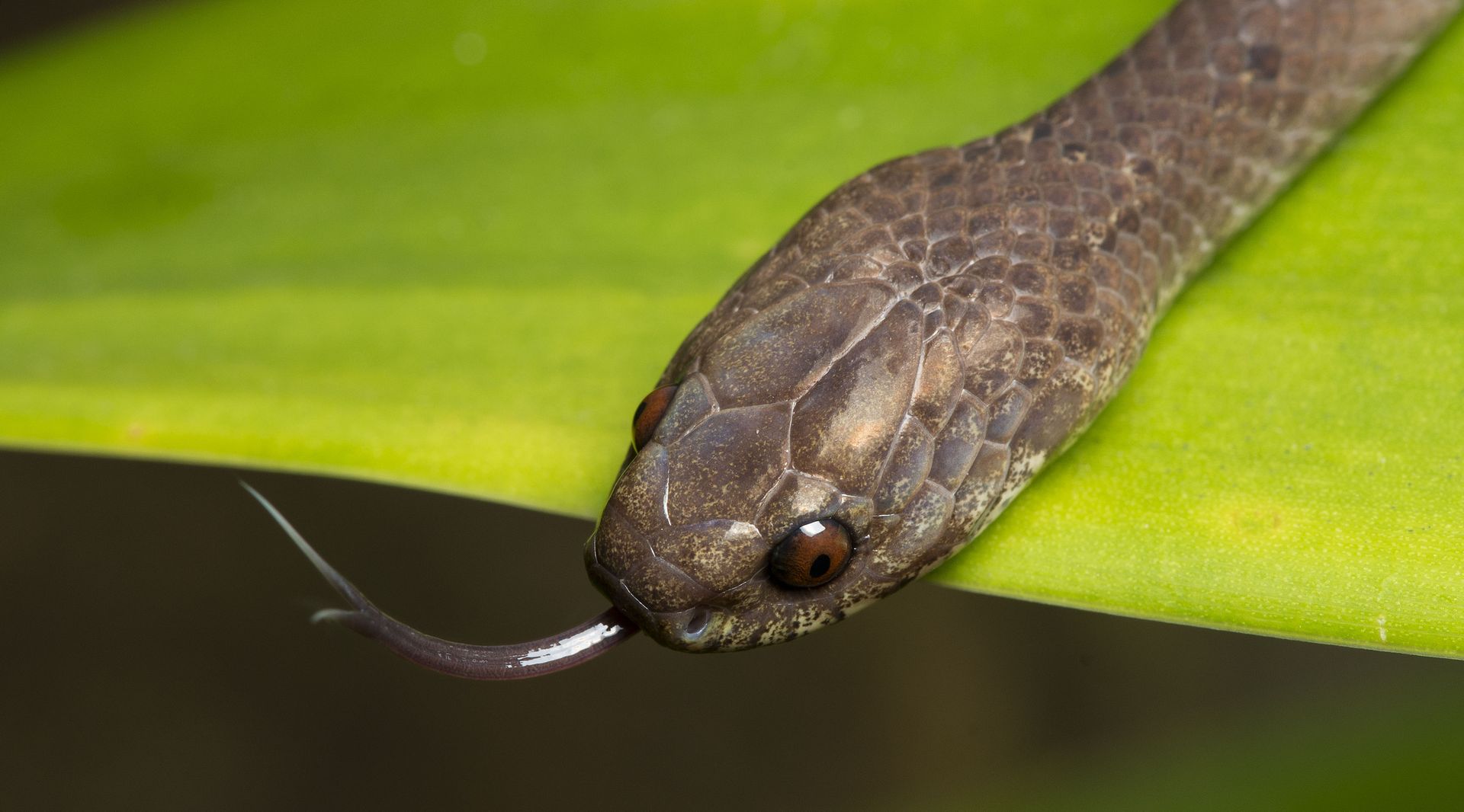 A close-up of a brown snake resting on a bright green leaf with its dark, forked tongue flicking out.