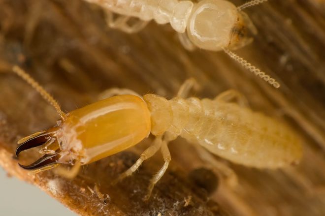 A close-up of two light-colored termites on wood, one showing a distinct, hardened, orange-brown head with large mandibles.