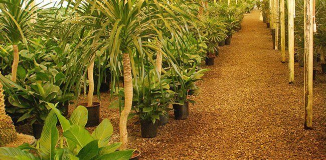 Plants | Oceanside, CA | Seaside Tropics | 760-295-8052