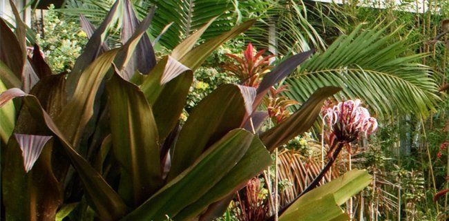Commercial tropical plants | Oceanside, CA | Seaside Tropics | 760-295-8052