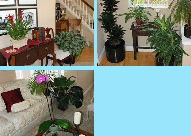 Interior plants design | Oceanside, CA | Seaside Tropics | 760-295-8052