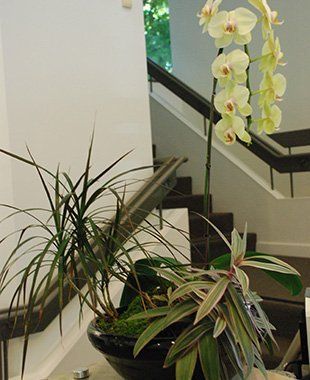 Tropical plants design | Oceanside, CA | Seaside Tropics | 760-295-8052