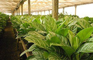 Residential plant services | Oceanside, CA | Seaside Tropics | 760-295-8052