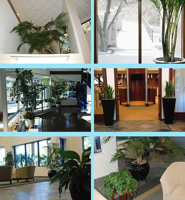 Tropical plants design | Oceanside, CA | Seaside Tropics | 760-295-8052