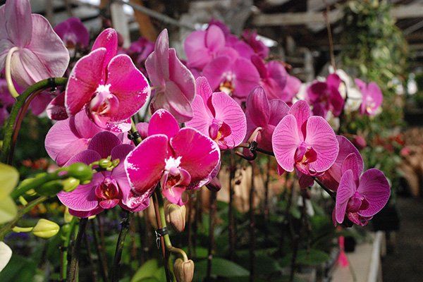 Tropical Plants | Oceanside, CA | Seaside Tropics | 760-295-8052