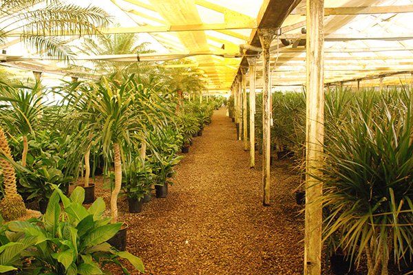 Plant | Oceanside, CA | Seaside Tropics | 760-295-8052