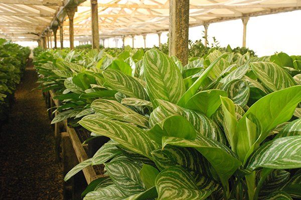 Tropical Plants | Oceanside, CA | Seaside Tropics | 760-295-8052