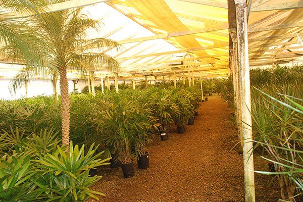 Tropical | Oceanside, CA | Seaside Tropics | 760-295-8052