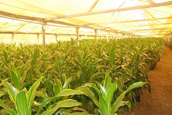 Tropical Plants | Oceanside, CA | Seaside Tropics | 760-295-8052