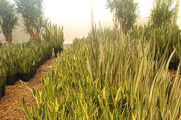 Tropical Plants | Oceanside, CA | Seaside Tropics | 760-295-8052