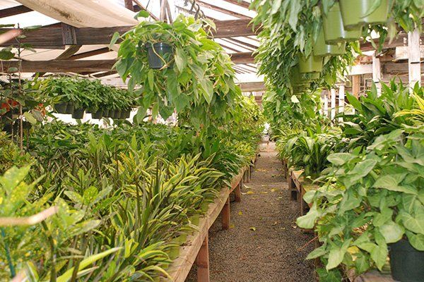 Tropical Plants | Oceanside, CA | Seaside Tropics | 760-295-8052