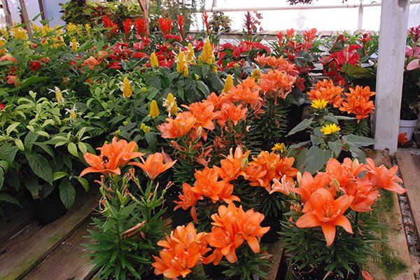 Tropical Plants | Oceanside, CA | Seaside Tropics | 760-295-8052