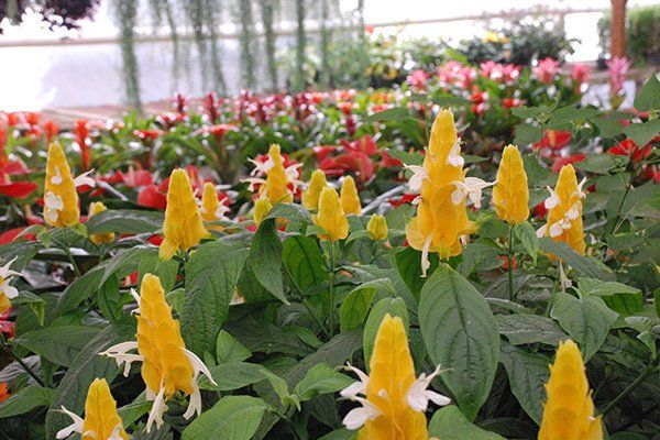 Tropical Plants | Oceanside, CA | Seaside Tropics | 760-295-8052