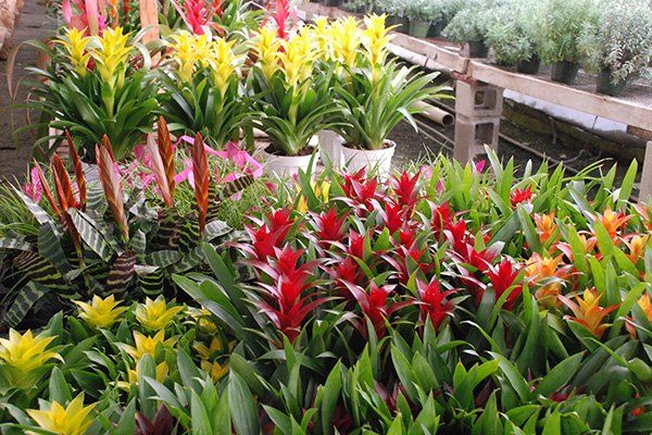 Tropical Plants | Oceanside, CA | Seaside Tropics | 760-295-8052