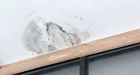 Learn More about Mold Remediation Mold Remediation