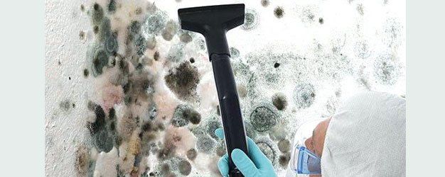 Mold detection
