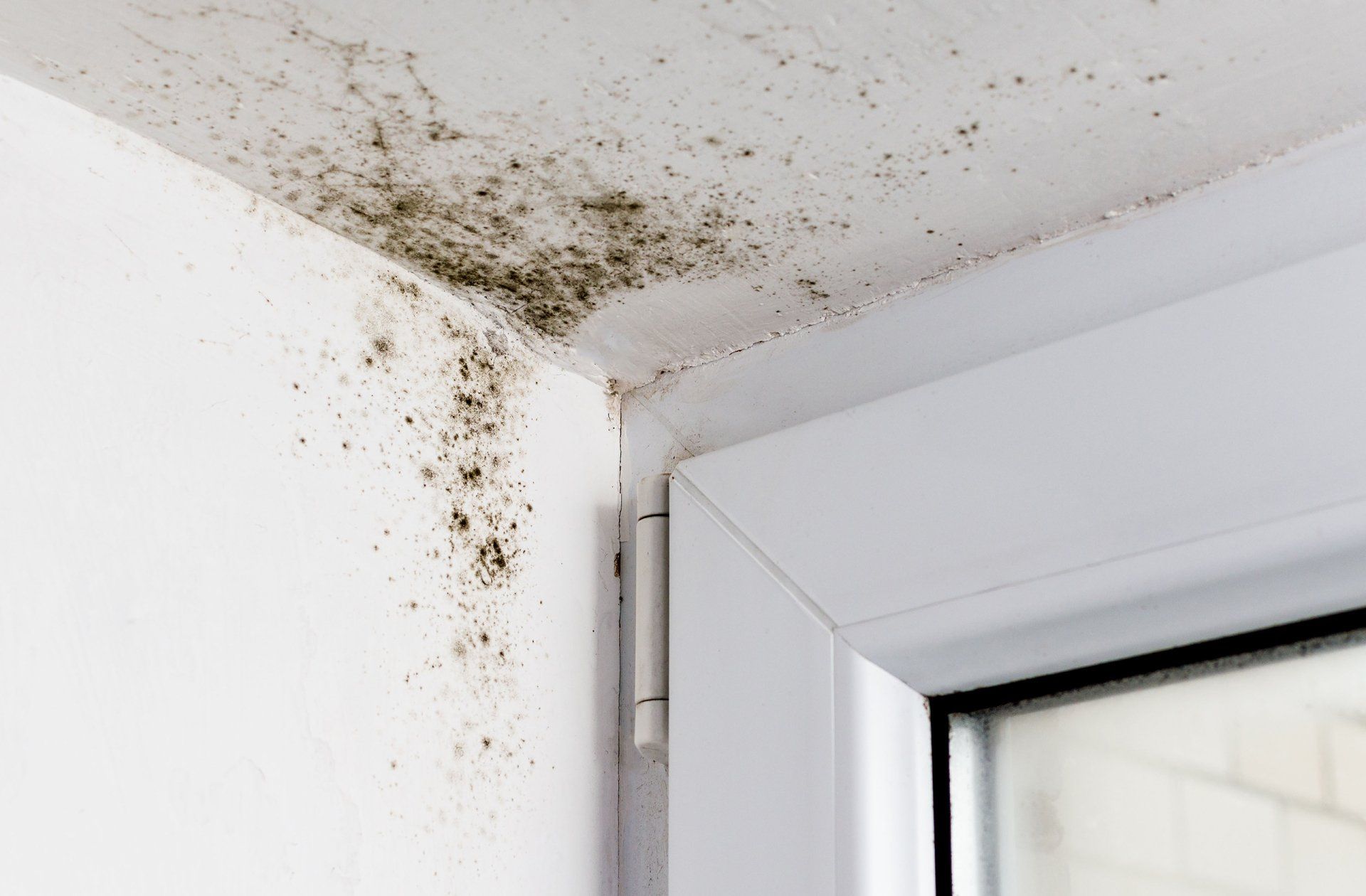 Black mold removal