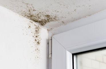 Black mold removal