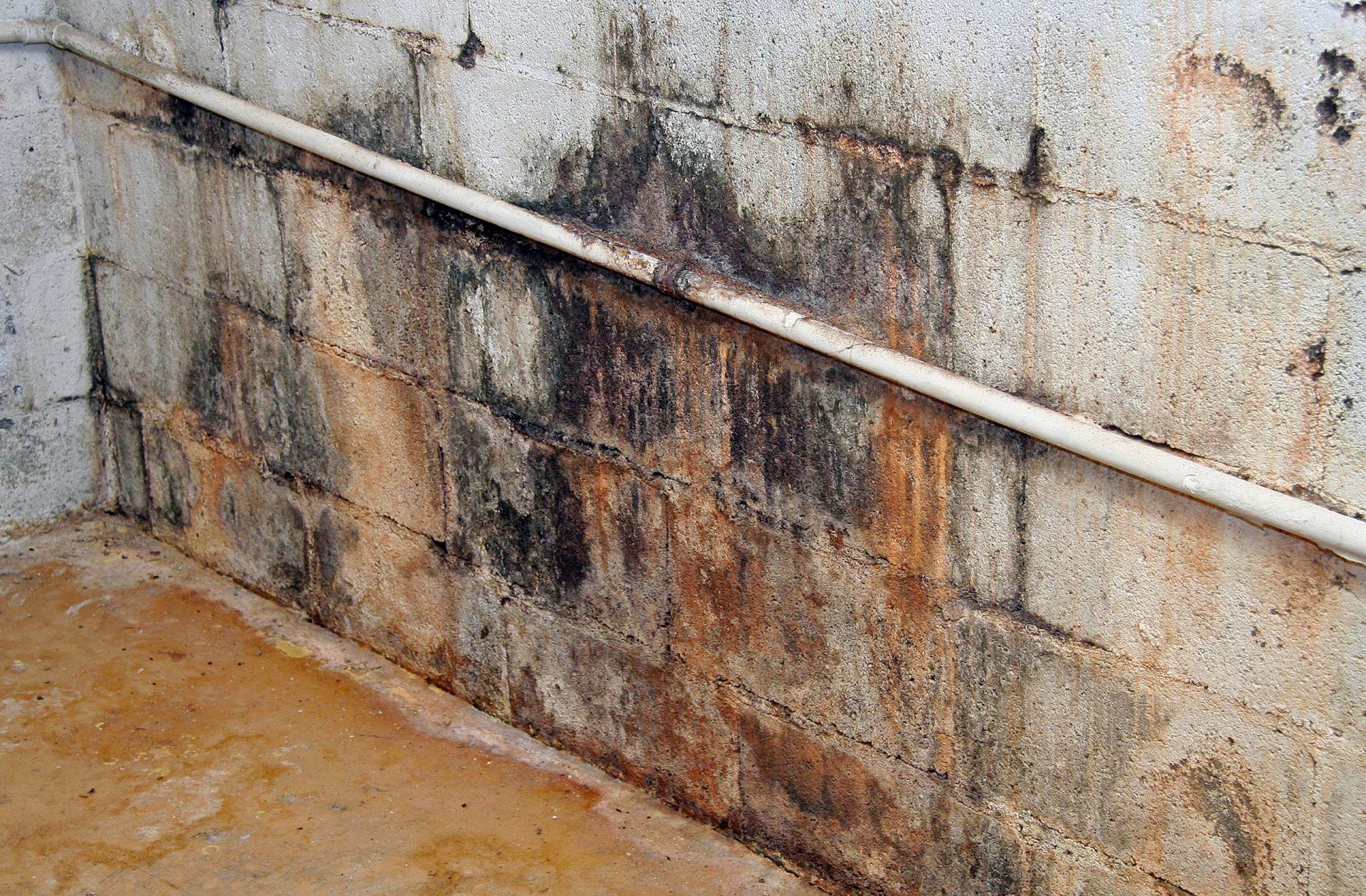 Mold Removal