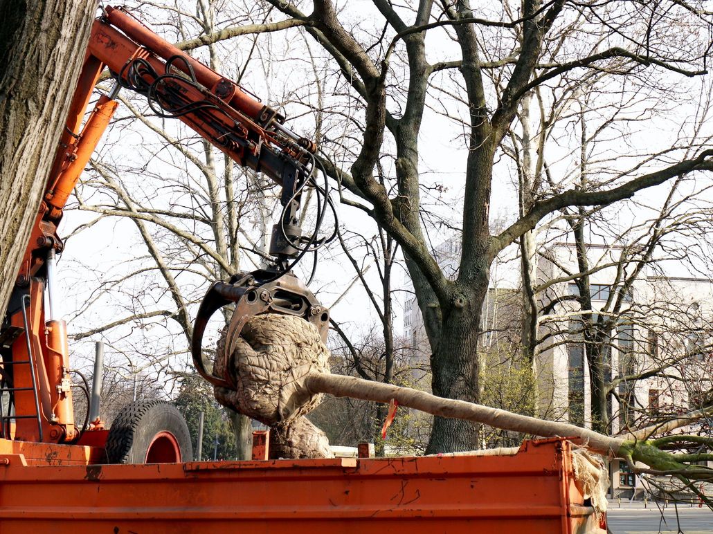 Excavator loading a large uprooted tree into an orange truck on a city street